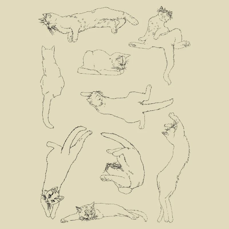 Anatomie der Katze