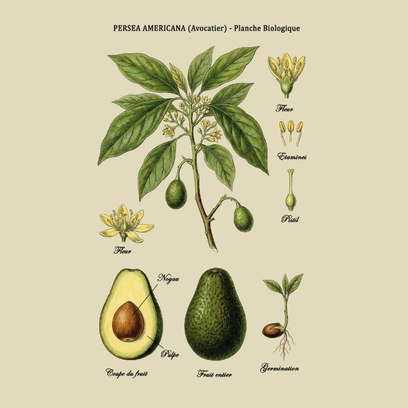 Botanical Board Avocado Tree Nature Study