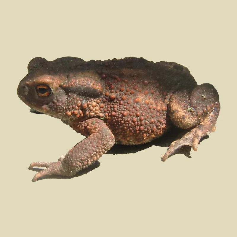 toad
