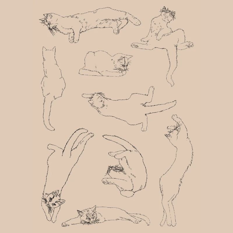 Anatomie der Katze
