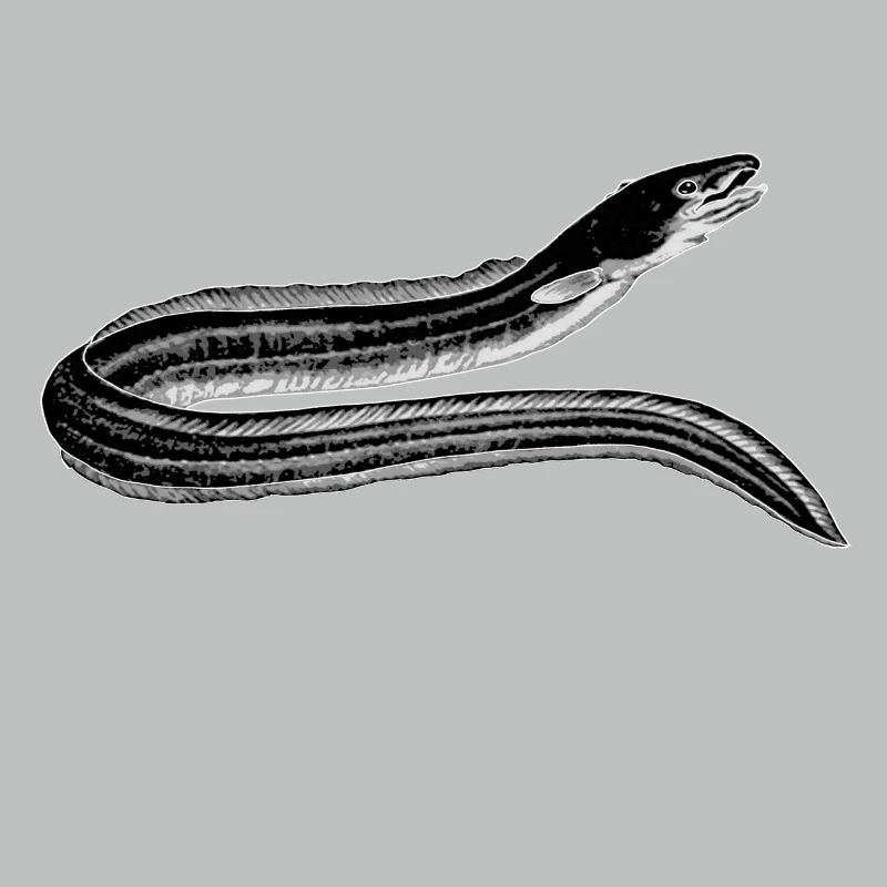 eel