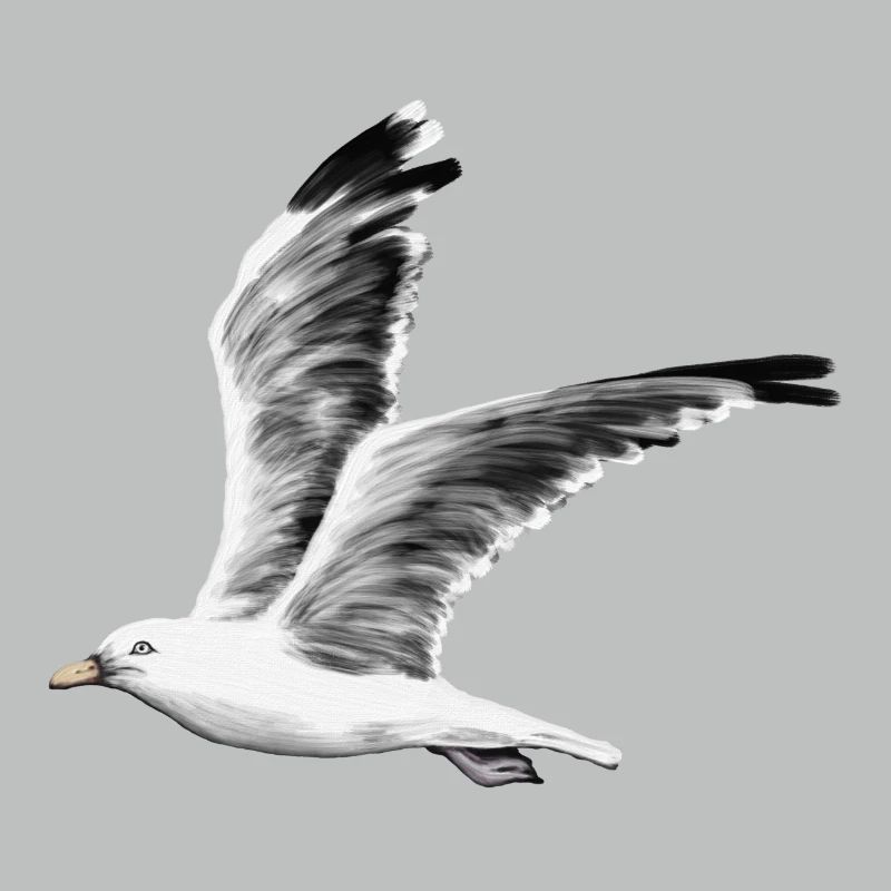Möwe