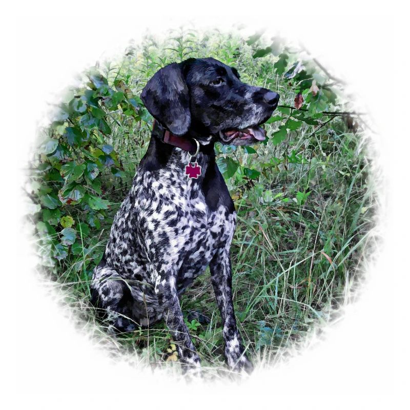 Hound Dog German Shorthaired Pointer