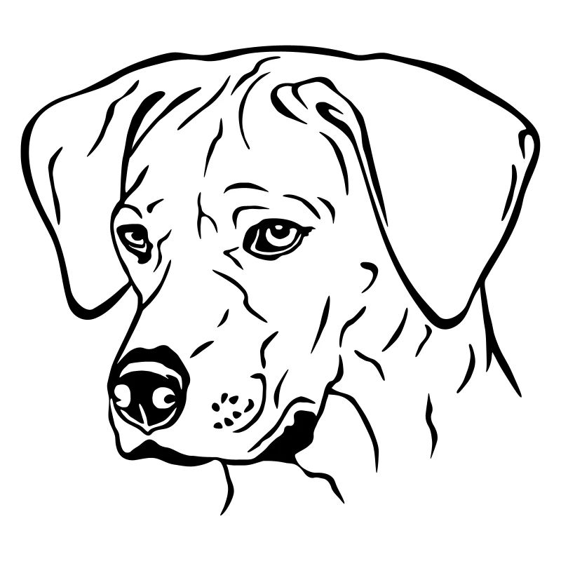 Rhodesian Ridgeback Hündin Kopf schwarz