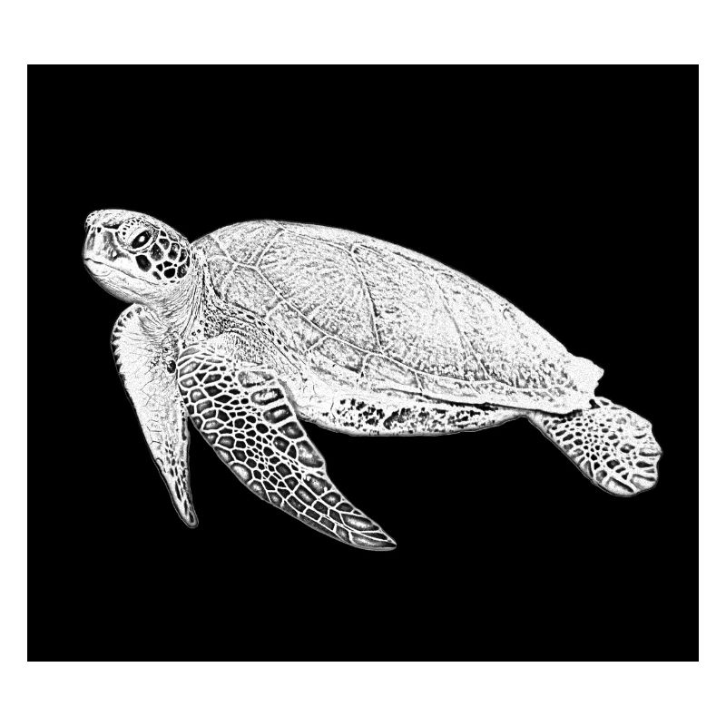 Schildkröte