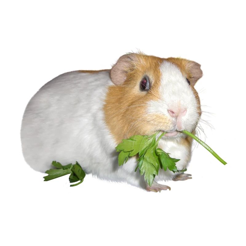 Meerschweinchen Rossi 2