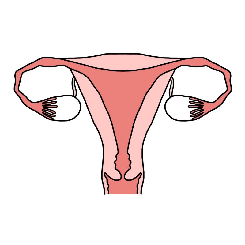 Uterus Gebärmutter