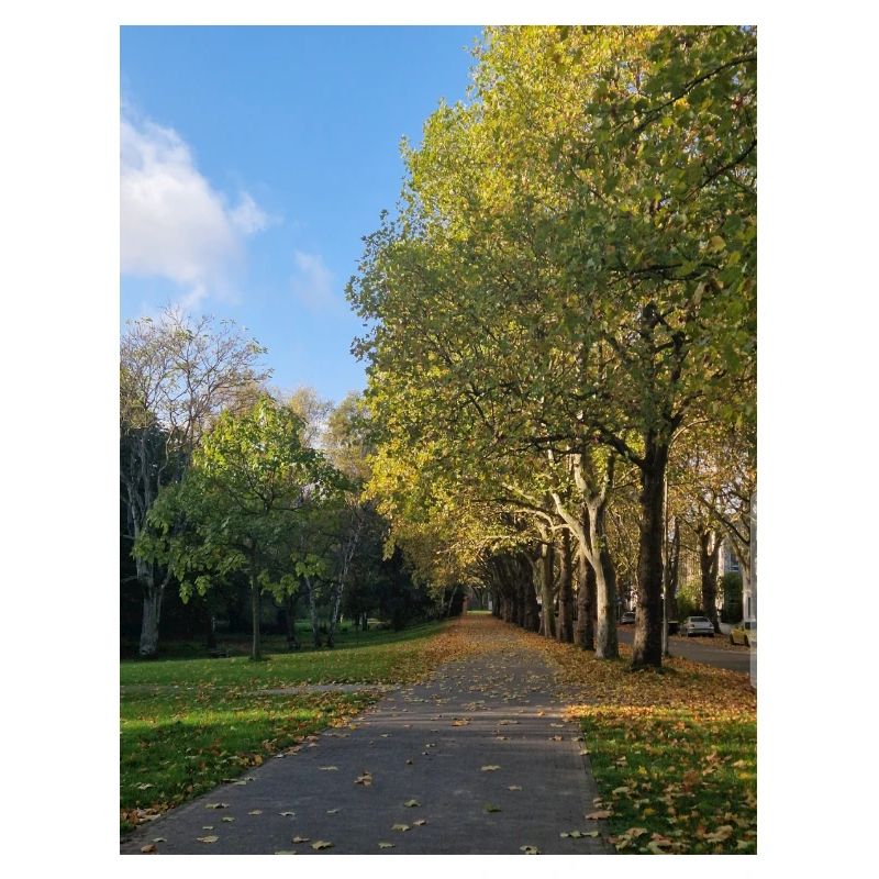 Herbstpfad durch Lauballee