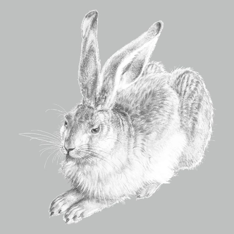 WHITE RABBIT | Schneehase nach Albrecht Dürer