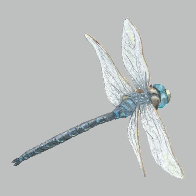 Illustration de libellule sarcelle