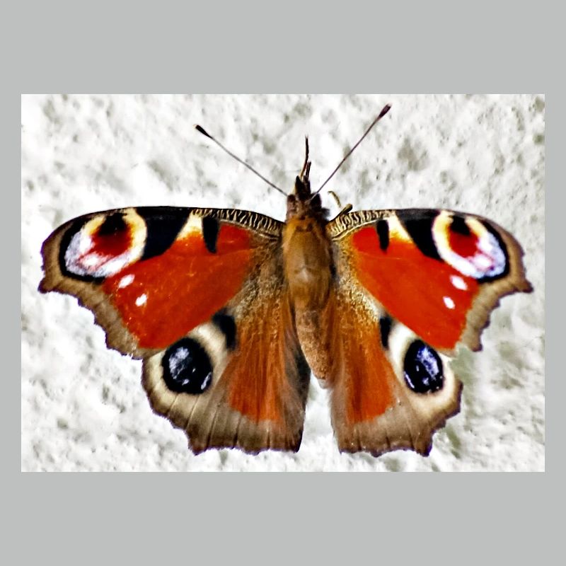 Peacock Eye Butterfly Pattern