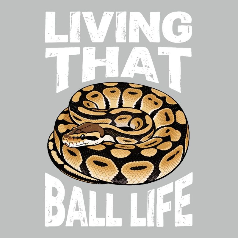 Königspython Schlangen Liebhaber Terrarium Python