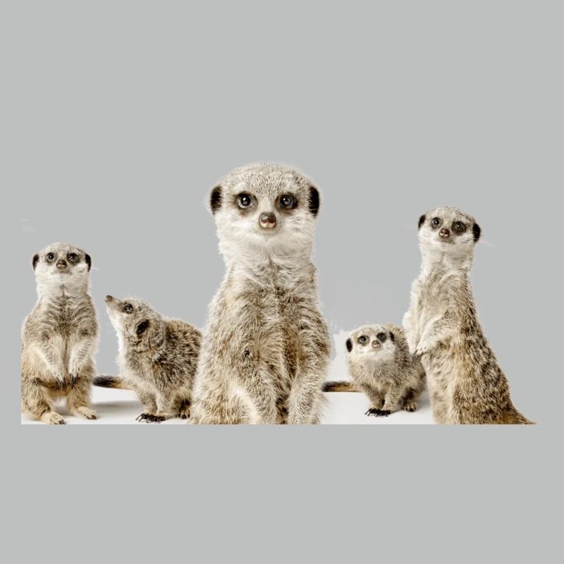 Erdhörnchen