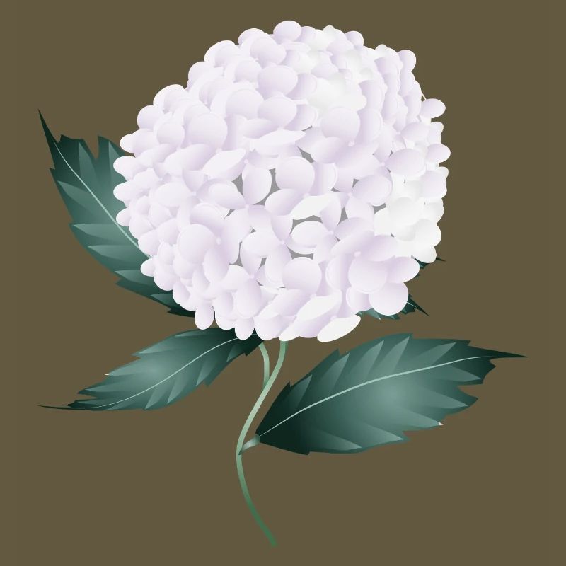 White hydrangea blossom – elegance and lightness