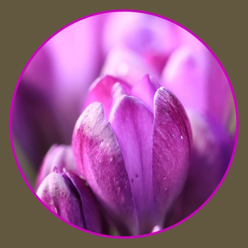 Crocus Crocus Fleurs violettes Crocus Bourgeon de crocus