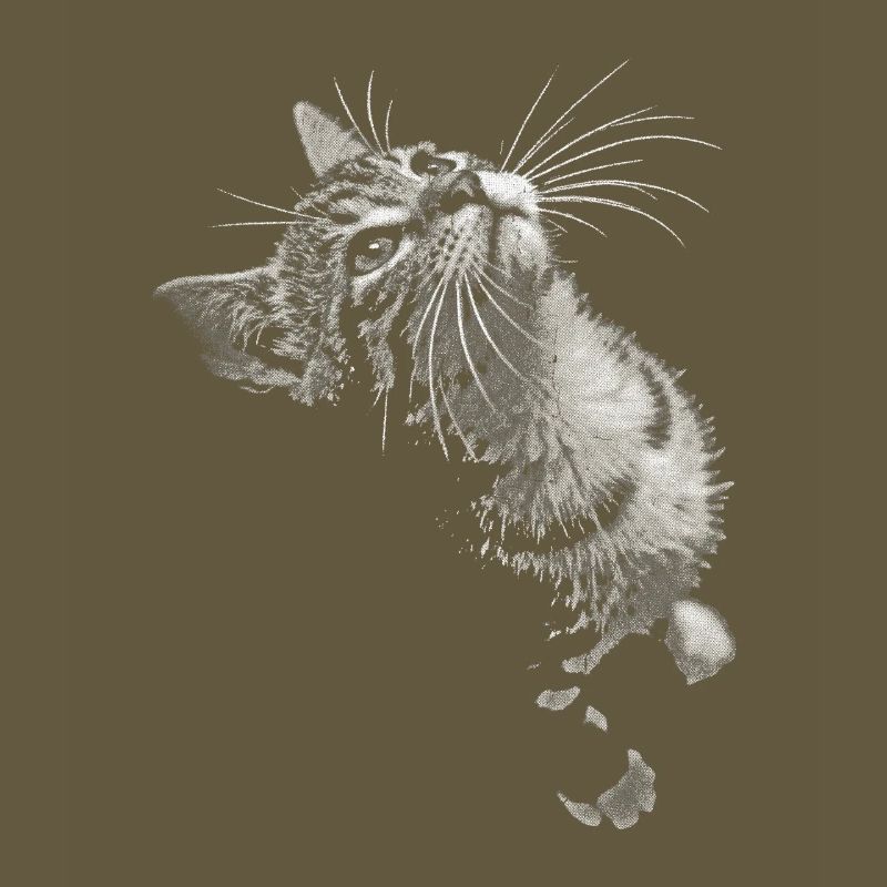 Regard de chat ronronnant en niveaux de gris