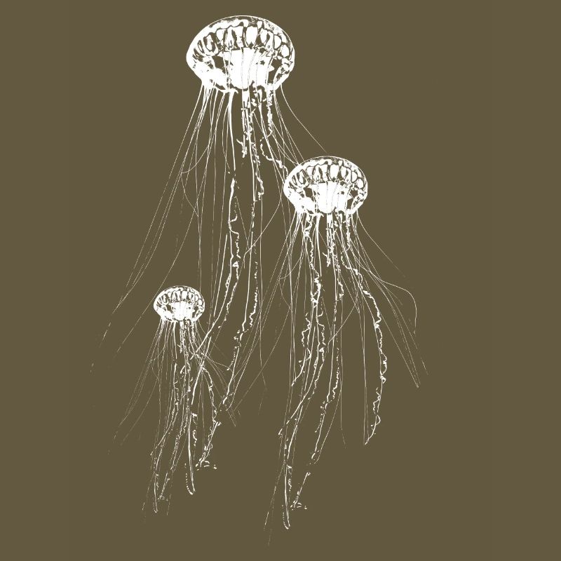 Jellyfish