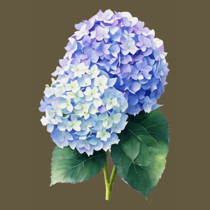 hydrangea