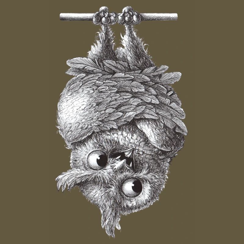 Vampir Eule - Dracula Eule