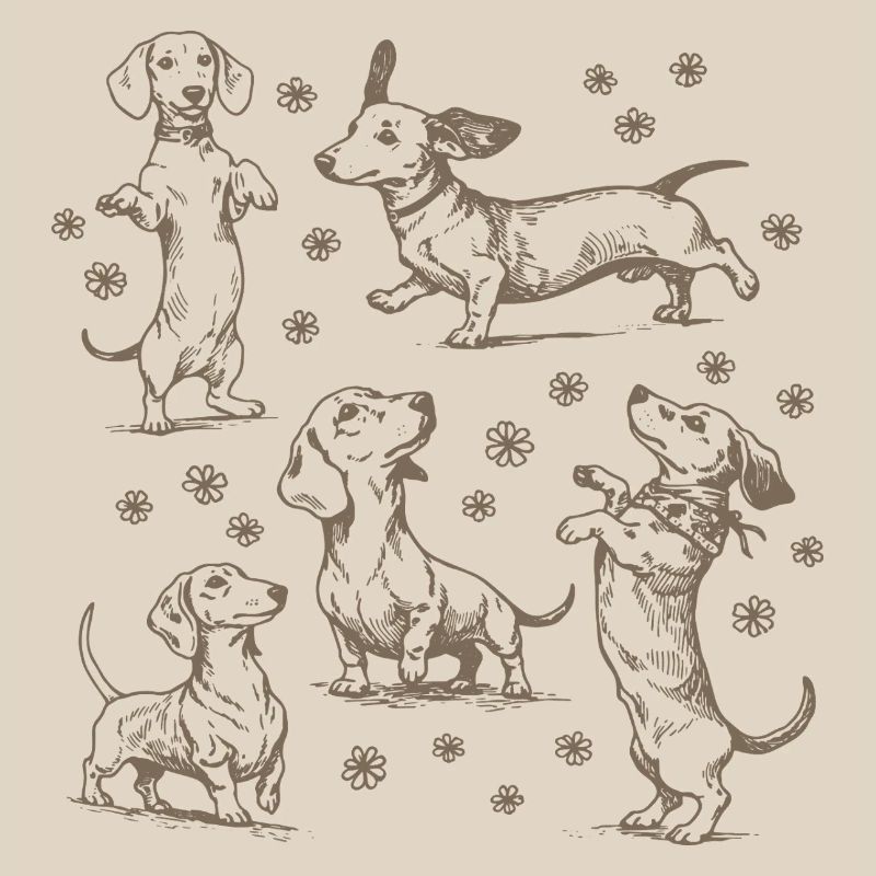 Teckel Teckel Chiens Teckels Teckel Chien teckel Teckel