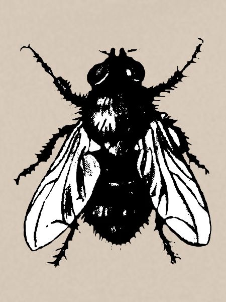 Fliege