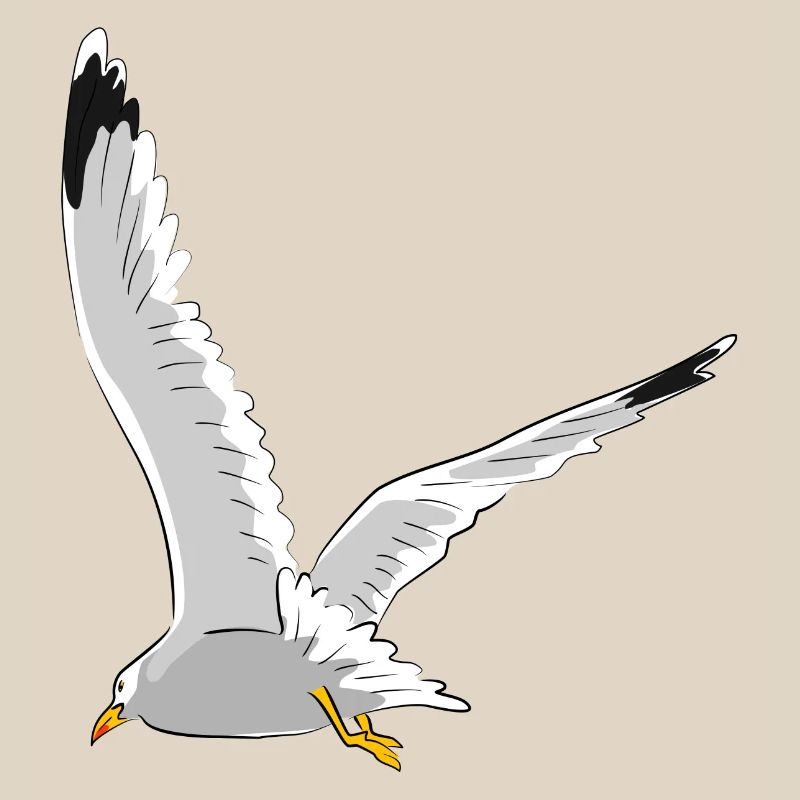 Möwe im Flug