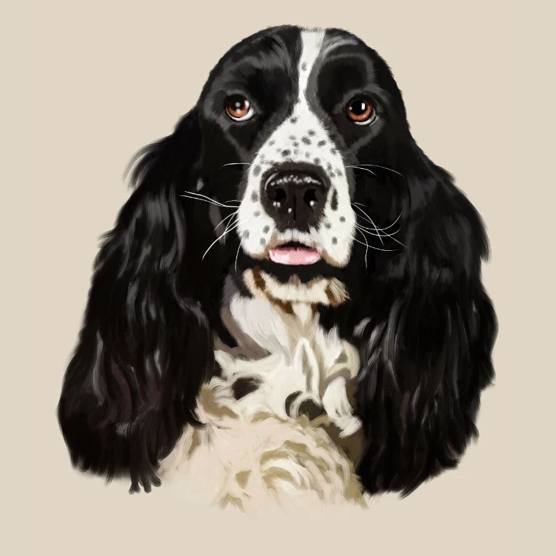 cocker spaniel