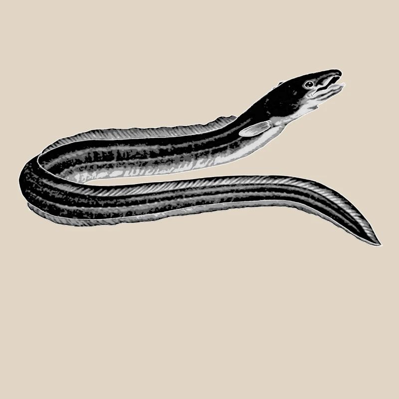 eel