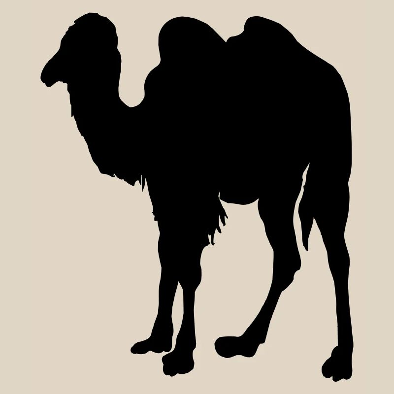 Kamel, Kamel