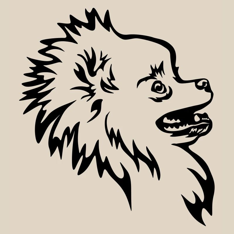 Zwergspitz head