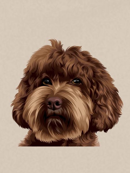 Schnoodle Doodle Dog