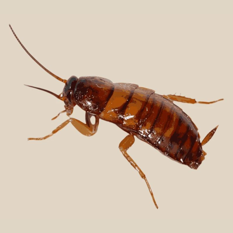 Cafard insecte cafard cafard