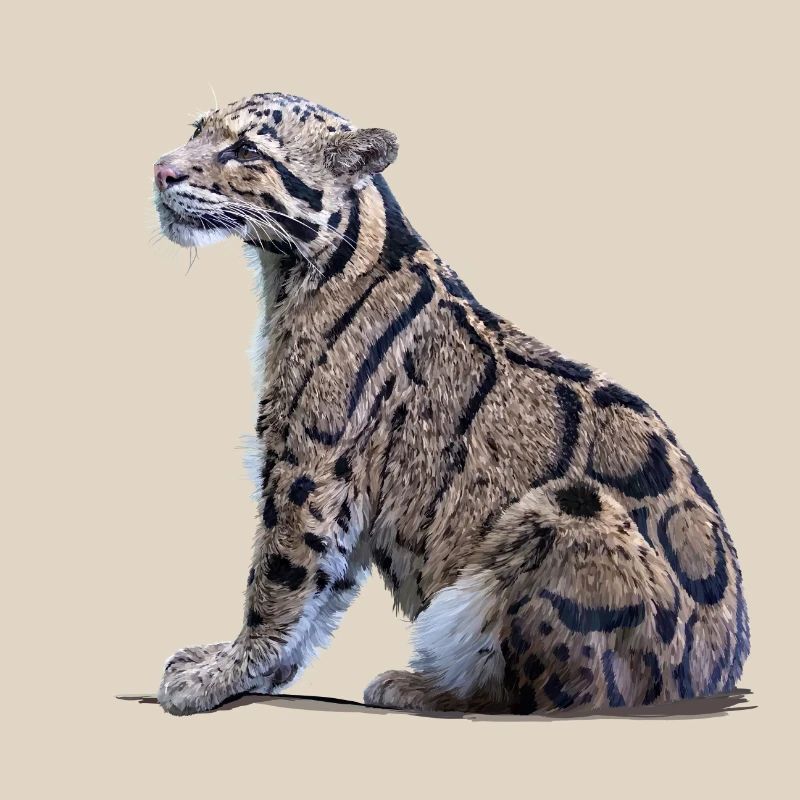 Clouded leopard