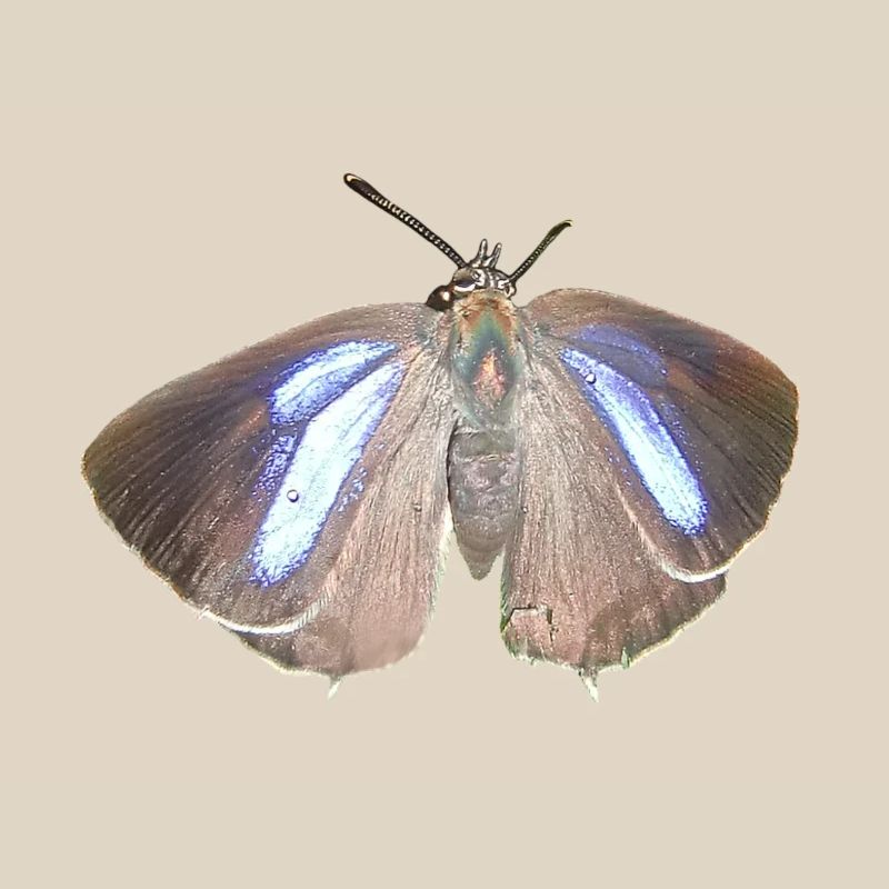Blauer Eichen-Zipfelfalter