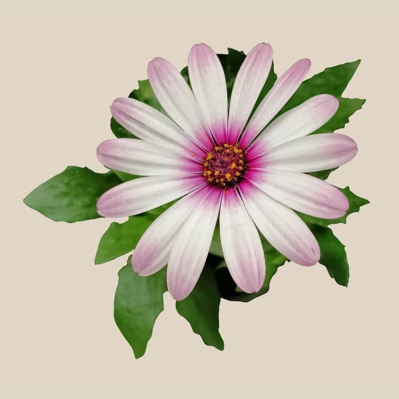 FLEUR DE PANIER DE CAPE VIOLETTE ET BLANCHE