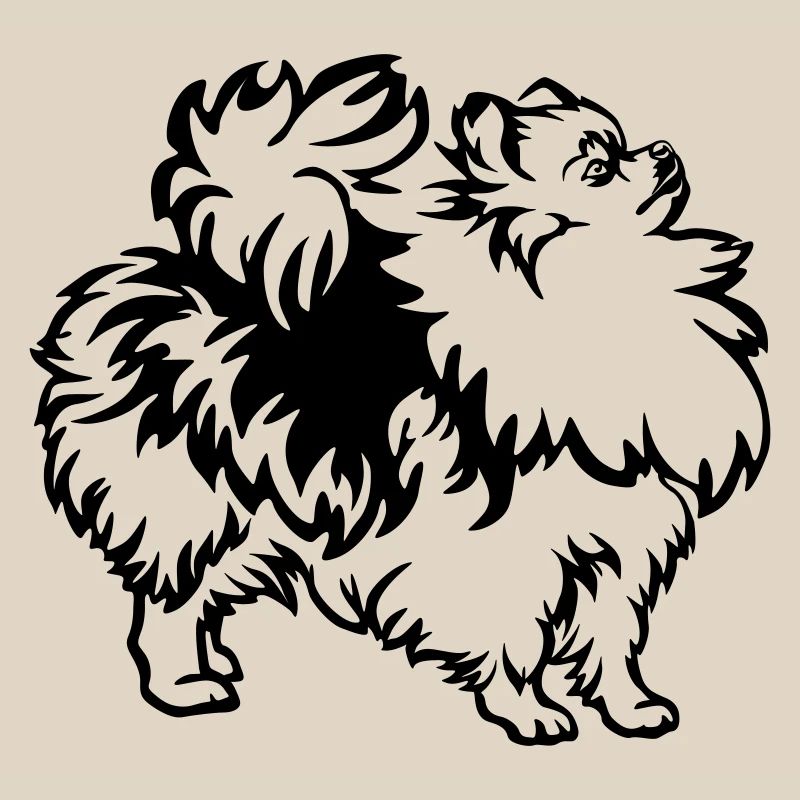 Dwarf spitz