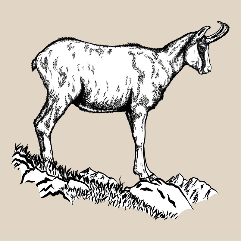 Chamois