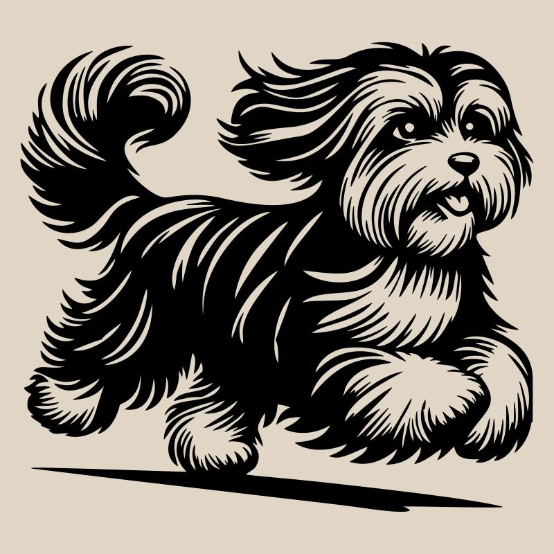 Havanese