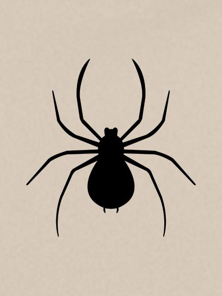 Spinne