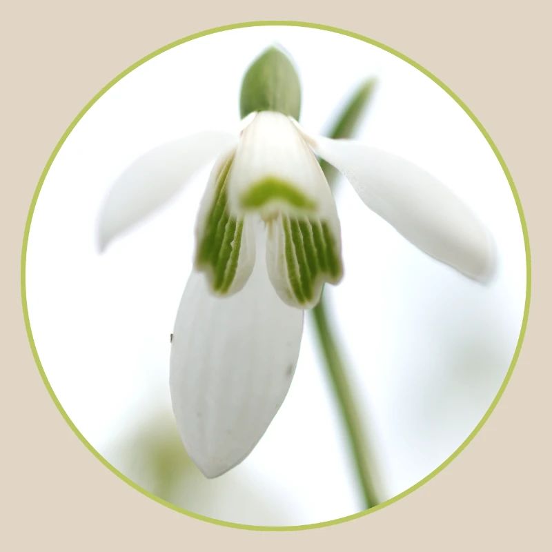 Source de la Fleur de Perce-Neige