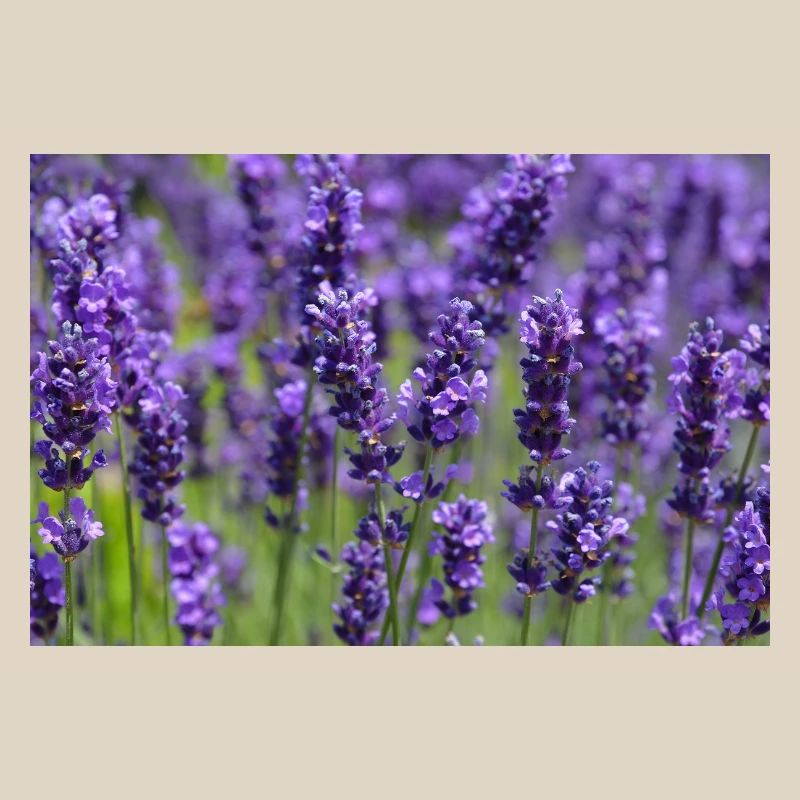 Lavender Field Dreamscape