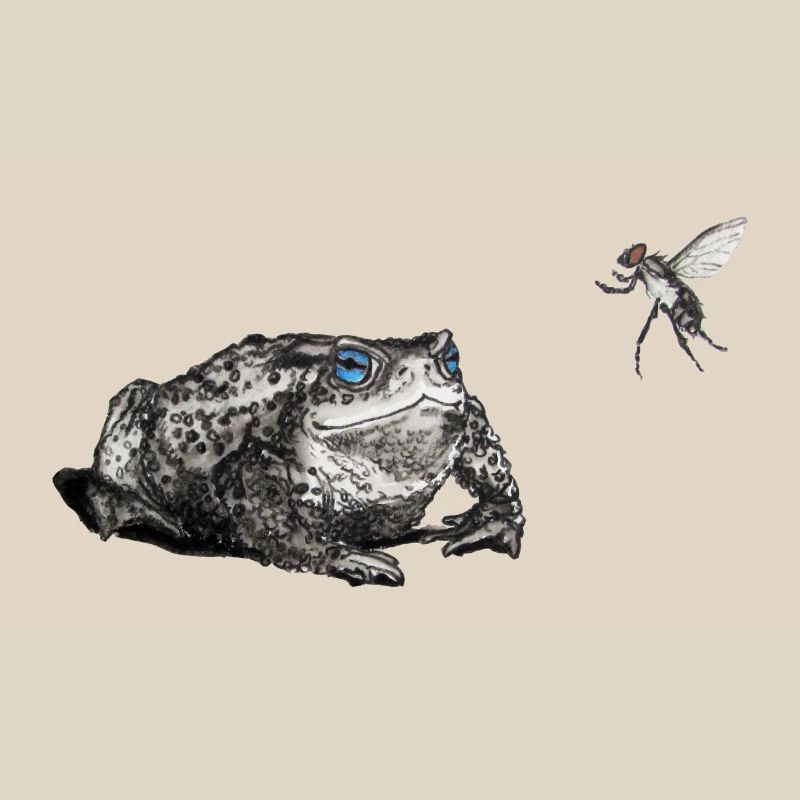 Toad and fly
