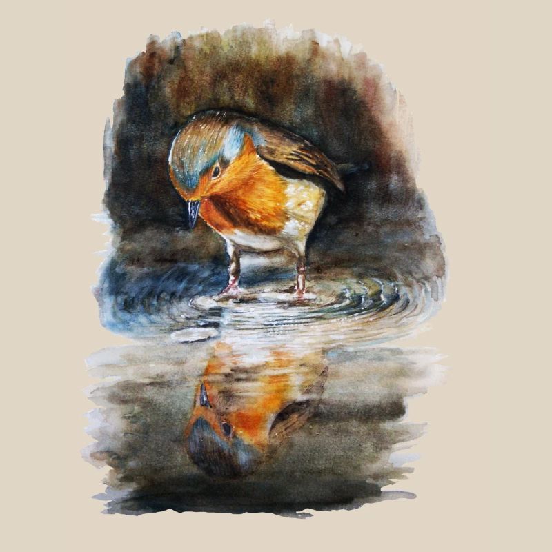 robin