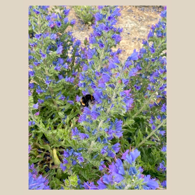 Lilac Blossoms Bee-Friendly Pattern