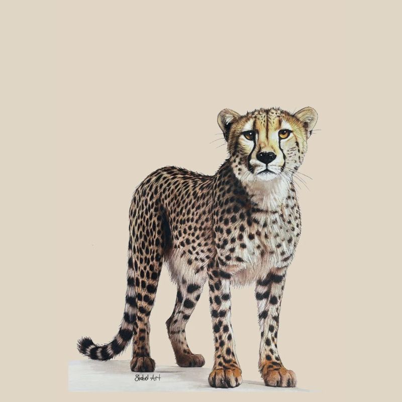 Guépard - Gepard