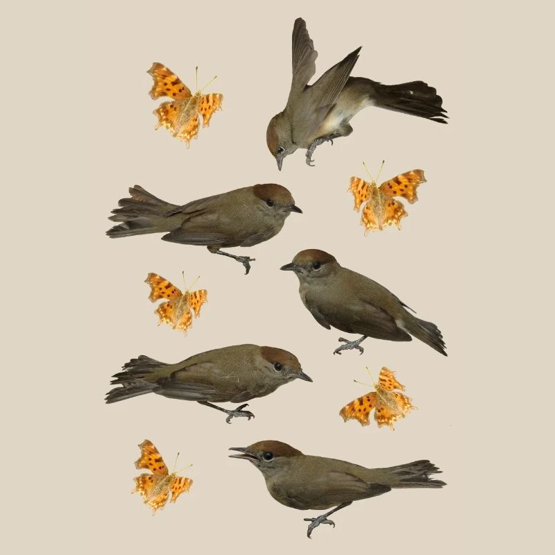 Blackcap with C-butterfly