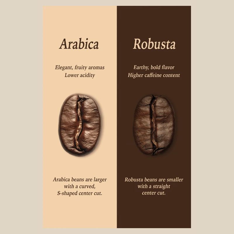 Arabica vs Robusta Coffee Guide Poster
