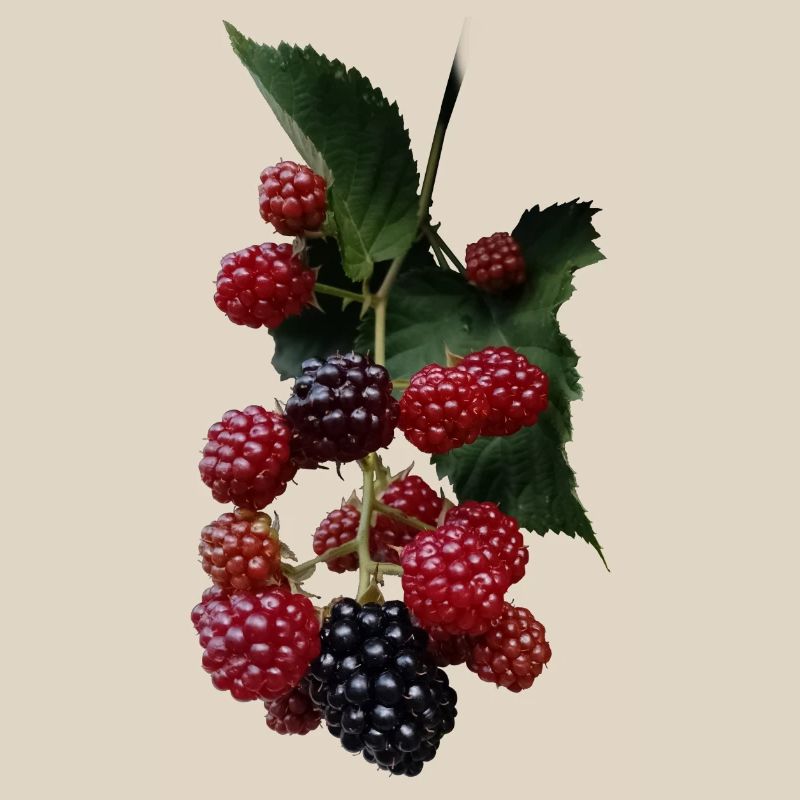 Berry Bush Pattern: Blackberries