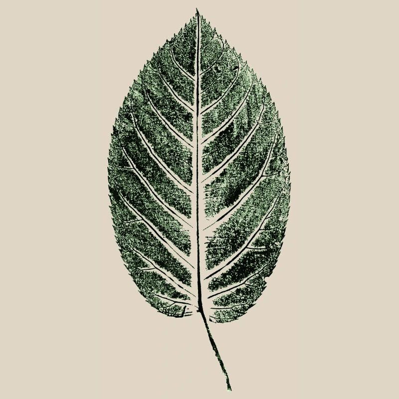 Beech Sheet / Leaf / GREEN