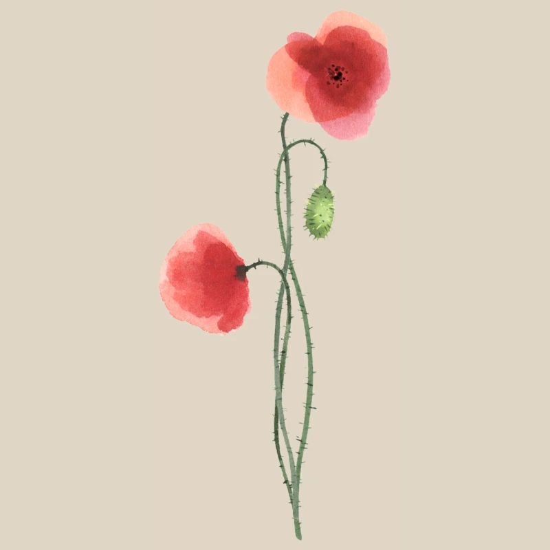 Flower: red poppy